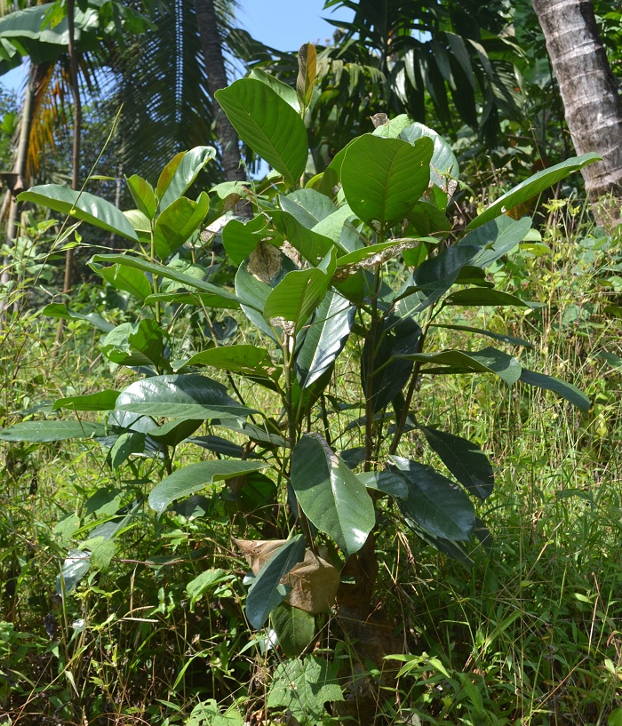 Ficus callosa